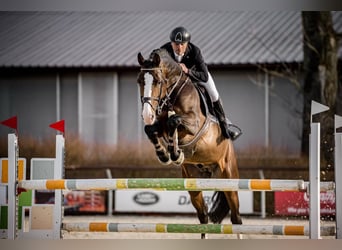 Holsteiner, Hengst, 8 Jahre, 173 cm, Brauner