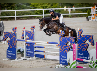 Holsteiner, Hengst, 8 Jahre, 173 cm, Brauner