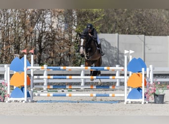Holsteiner, Hengst, 8 Jahre, 173 cm, Brauner