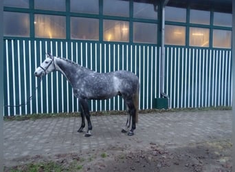 Holsteiner, Hengst, 9 Jaar, 160 cm, Schimmel