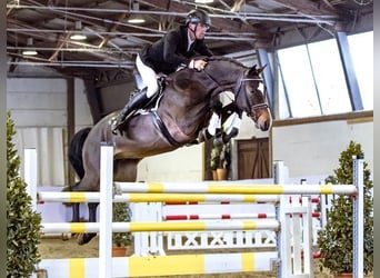Holsteiner, Hengst, 12 Jahre, 169 cm, Brauner