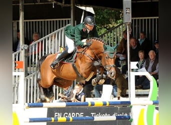 Holsteiner, Hengst, 17 Jahre, 169 cm, Brauner
