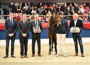 Holsteiner, Hengst, 2 Jahre, 170 cm, Brauner