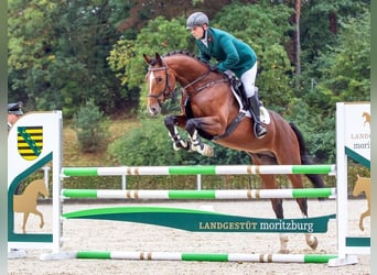 Holsteiner, Hengst, 7 Jaar, 166 cm, Bruin