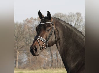 Holsteiner, Hengst, 24 Jaar, 169 cm, Bruin