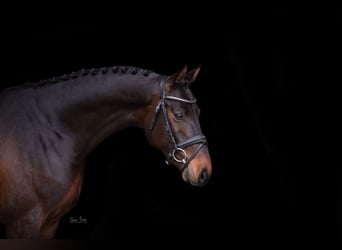 Holsteiner, Hengst, 3 Jaar, 161 cm, Bruin