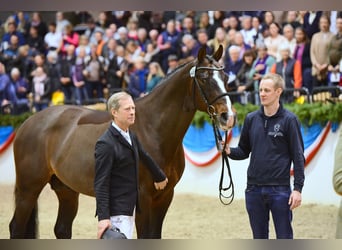 Holsteiner, Hengst, 25 Jaar, 168 cm, Bruin