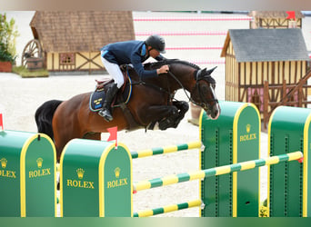 Holsteiner, Hengst, 25 Jaar, 168 cm, Bruin