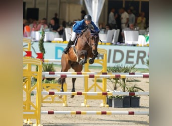 Holsteiner, Hengst, 21 Jaar, 170 cm, Bruin