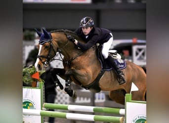 Holsteiner, Hengst, 18 Jaar, Bruin