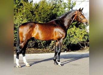 Holsteiner, Hengst, 23 Jaar, 172 cm, Bruin