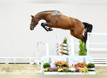 Holsteiner, Hengst, 2 Jaar, 170 cm, Bruin