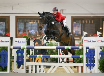 Holsteiner, Hengst, 23 Jaar, 168 cm, Bruin