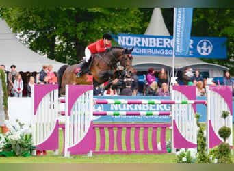 Holsteiner, Hengst, 20 Jaar, 170 cm, Bruin