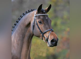 Holsteiner, Hengst, 23 Jaar, Bruin