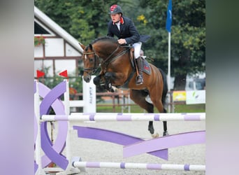 Holsteiner, Hengst, 18 Jaar, 167 cm, Bruin