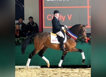 Holsteiner, Hengst, 18 Jaar, 167 cm, Bruin