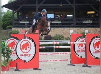 Holsteiner, Hengst, 14 Jaar, 169 cm, Bruin