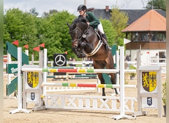 Holsteiner, Hengst, 8 Jaar, 166 cm, Donkerbruin