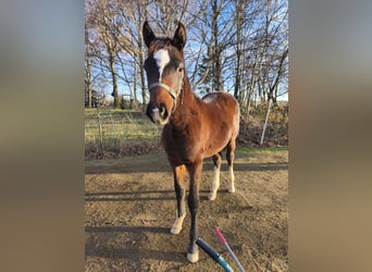 Holsteiner, Hengst, Fohlen (06/2025), 170 cm, Brauner