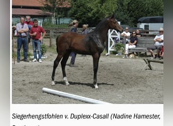 Holsteiner, Hengst, Fohlen (03/2025), 170 cm, Hellbrauner