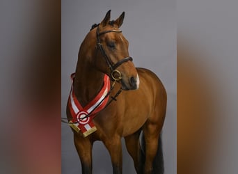 Holsteiner, Hengst, Fohlen (05/2026), 170 cm, Rotbrauner