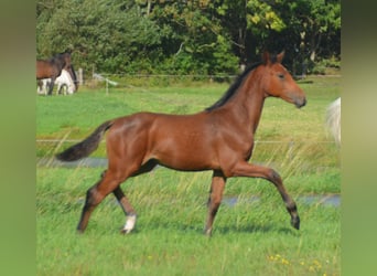 Holsteiner, Hengst, Fohlen (05/2026), 170 cm, Rotbrauner