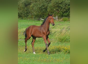 Holsteiner, Hengst, Fohlen (05/2026), 170 cm, Rotbrauner