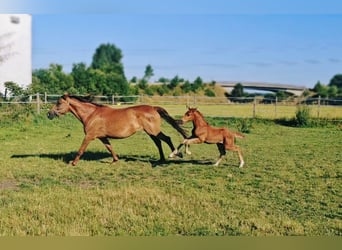 Holsteiner Mix, Hengst, , 176 cm, Dunkelfuchs
