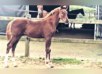 Holsteiner Mix, Hengst, Fohlen (05/2025), 176 cm