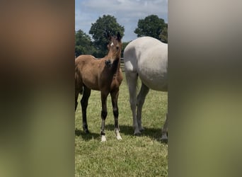 Holsteiner, Hengst, Fohlen (04/2026), Brauner