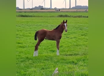 Holsteiner, Hengst, Fohlen (05/2026), Brauner