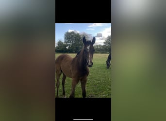 Holsteiner, Hengst, Fohlen (04/2023), Kann Schimmel werden