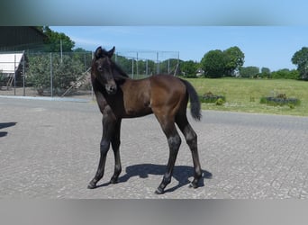 Holsteiner, Hengst, Fohlen (05/2023), Kann Schimmel werden