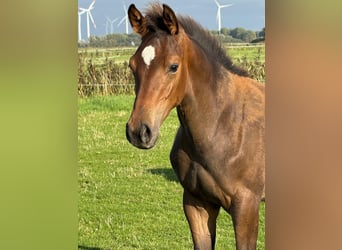 Holsteiner, Hengst, Fohlen (01/2026), Kann Schimmel werden