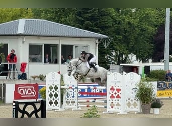 Holsteiner, Hengst, Fohlen (05/2025), Kann Schimmel werden