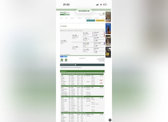Holsteiner, Hengst, Fohlen (05/2026), Kann Schimmel werden