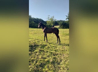 Holsteiner, Hengst, Fohlen (04/2026), Rappe