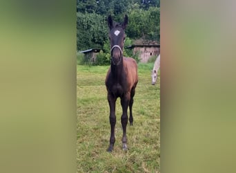 Holsteiner, Hengst, Fohlen (04/2026), Rappe