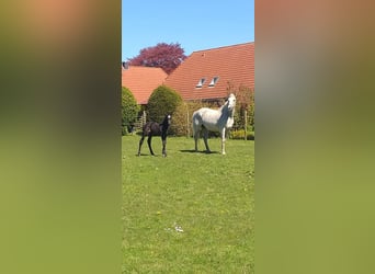 Holsteiner, Hengst, Fohlen (04/2026), Rappe