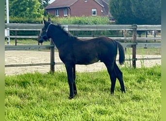 Holsteiner, Hengst, Fohlen (04/2025), Schwarzbrauner