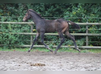 Holsteiner, Hengst, Fohlen (06/2025), Schwarzbrauner