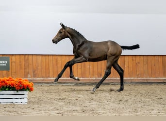 Holsteiner, Hengst, Fohlen (04/2025)