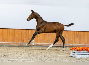 Holsteiner, Hengst, Fohlen (04/2025)