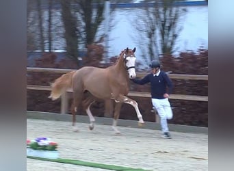 Holsteiner, Hengst, Fohlen (04/2025)