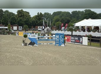 Holsteiner, Hengst, Fohlen (04/2025)