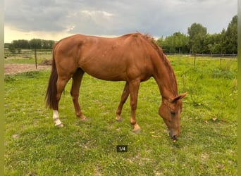 Holsteiner, Hengst, Fohlen (01/2026)