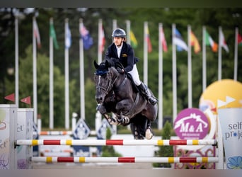 Holsteiner, Hengst, 10 Jahre, 171 cm, Rappe