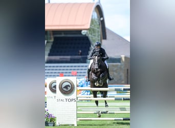 Holsteiner, Hengst, 10 Jahre, 171 cm, Rappe