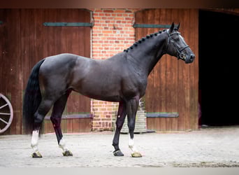 Holsteiner, Hengst, 10 Jahre, 171 cm, Rappe